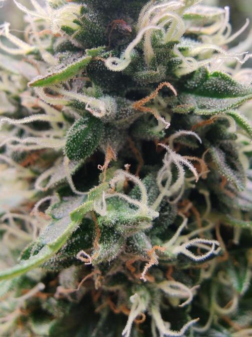 CCG SS Project. Week 13
