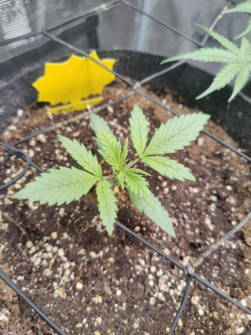 Strawberry Shortcake Auto. Week 3