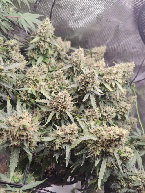 CCG SS Project. Week 14