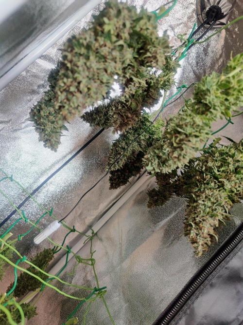 CCG SS Project. Week 16