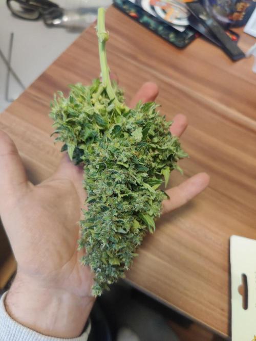 CCG SS Project. Week 16