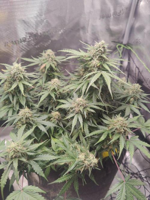 Apple fritter Auto.. Week 8