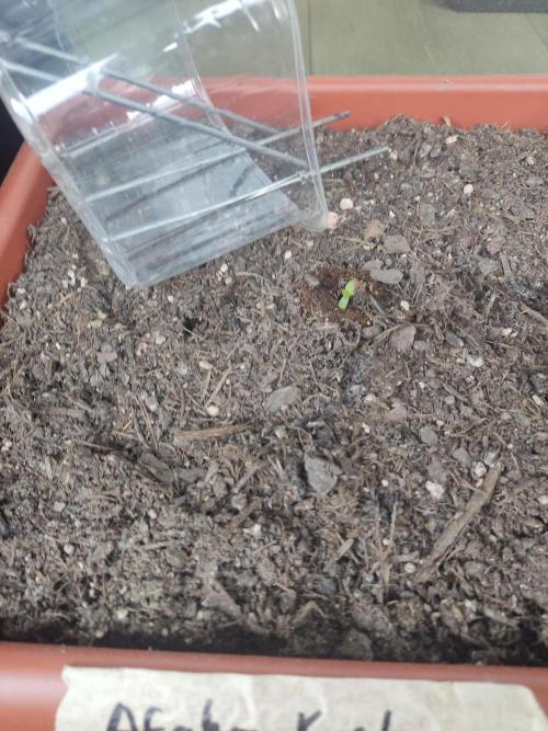 2026 Grow. Week 0
