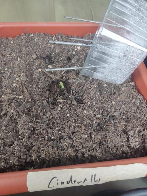 2026 Grow. Week 0