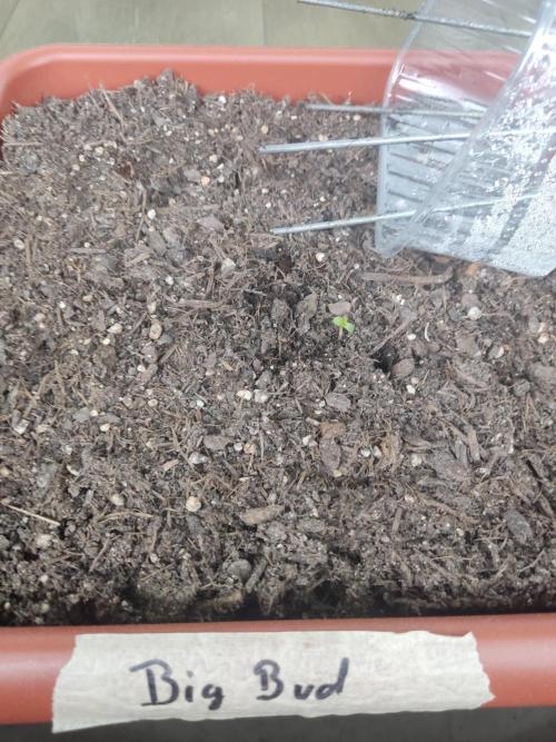 2026 Grow. Week 0
