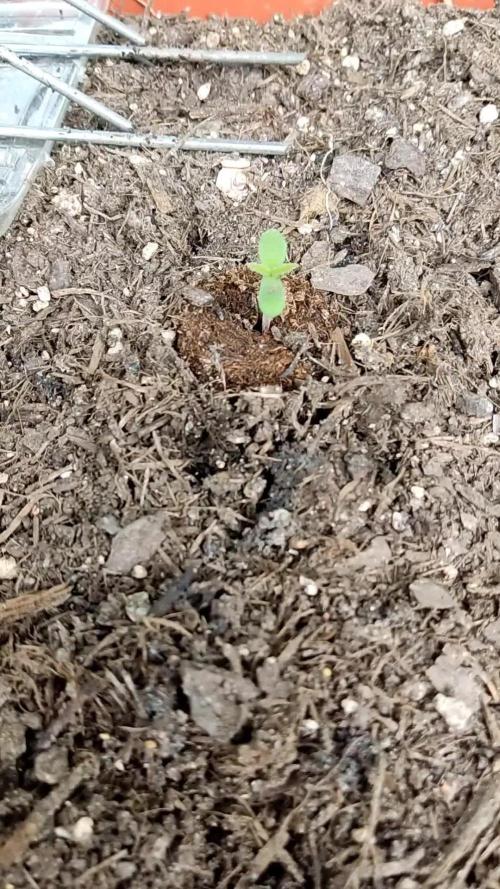 2026 Grow