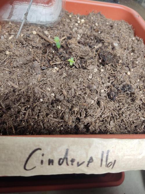 2026 Grow. Week 1