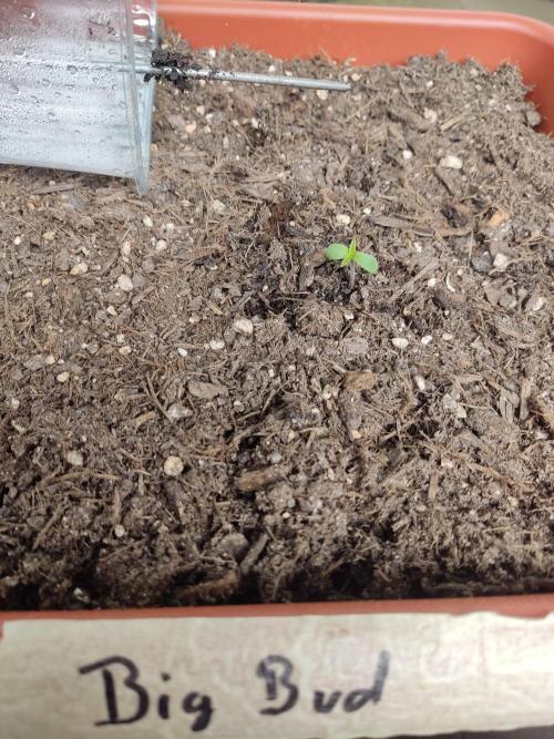 2026 Grow. Week 1