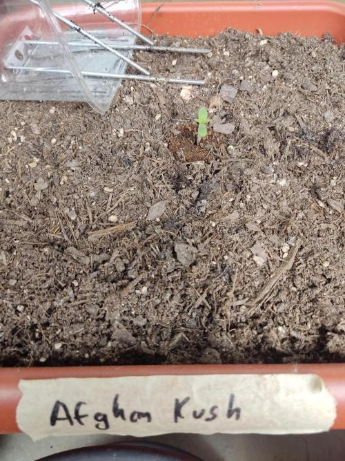 2026 Grow. Week 1