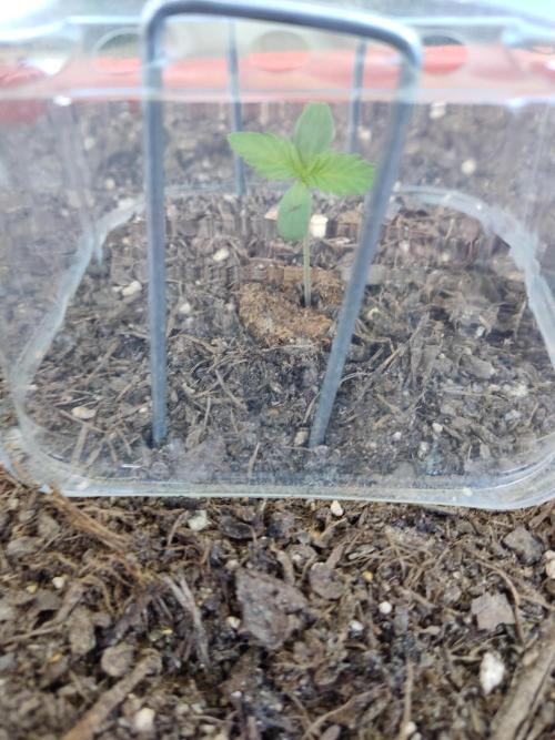 2026 Grow. Week 1