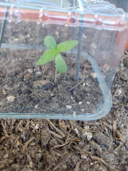 2026 Grow. Week 1