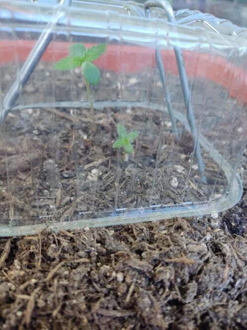 2026 Grow. Week 1