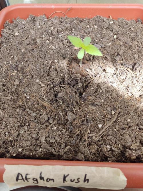 2026 Grow. Week 2