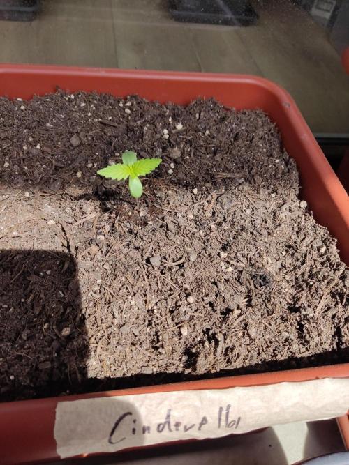 2026 Grow. Week 2