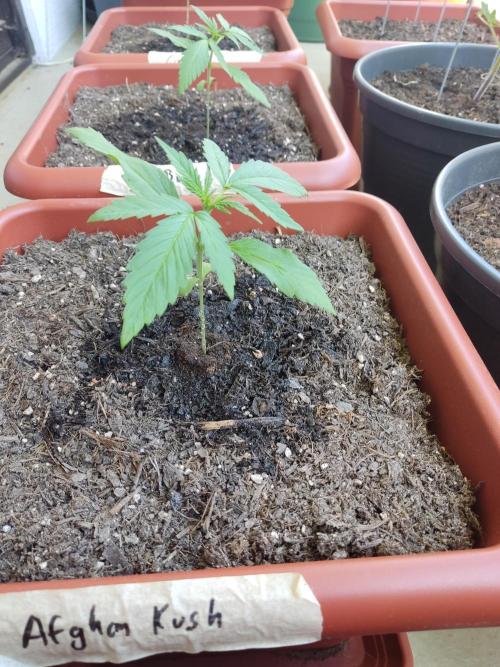2026 Grow. Week 4