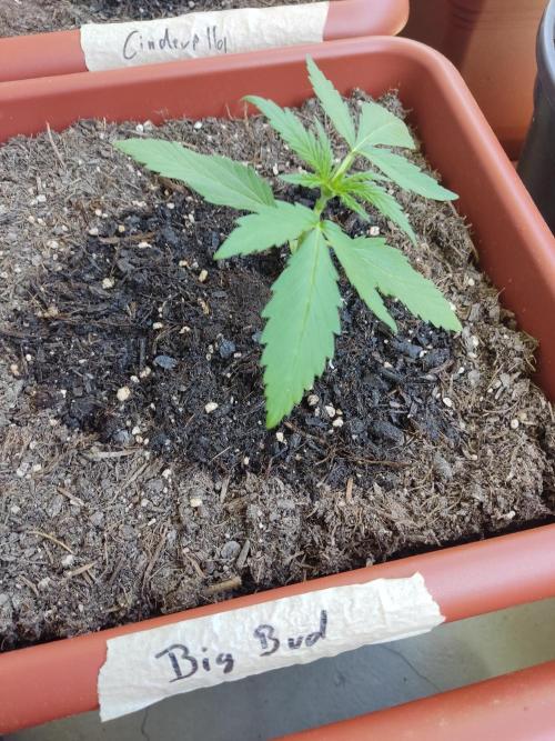2026 Grow. Week 4