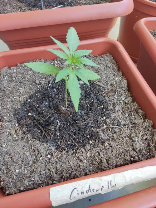 2026 Grow. Week 4