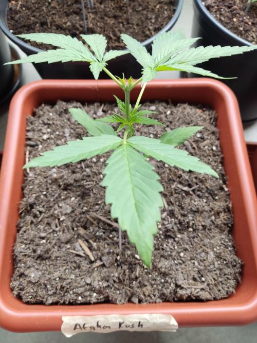 2026 Grow. Week 5