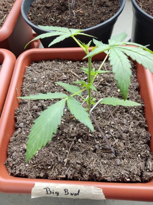 2026 Grow. Week 5