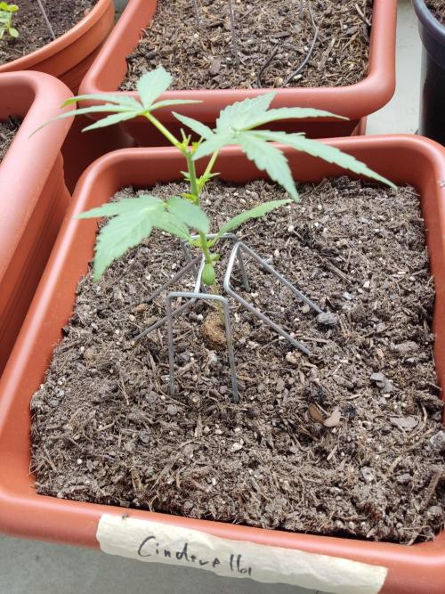 2026 Grow. Week 5