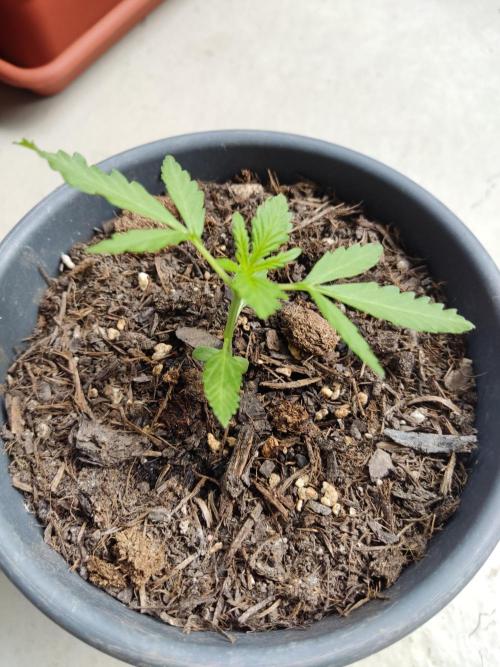 2026 Grow. Week 5