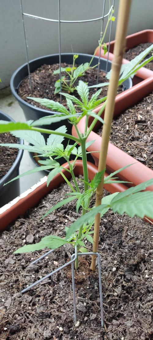 2026 Grow. Week 6