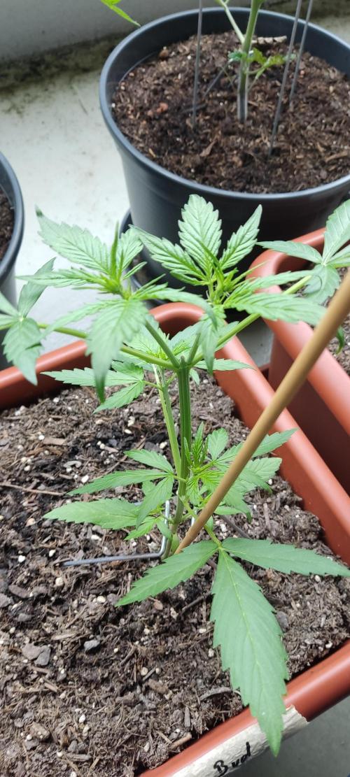 2026 Grow. Week 6