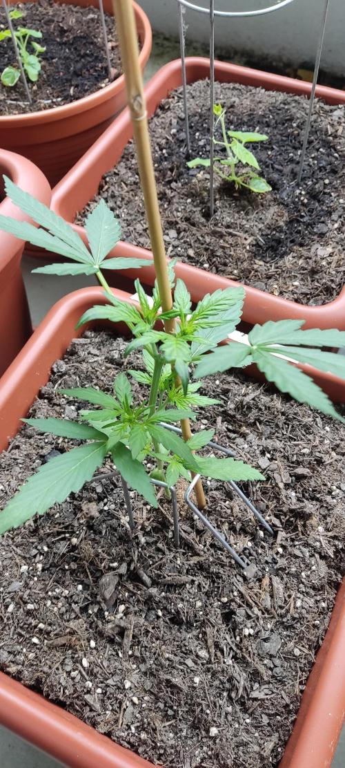 2026 Grow. Week 6