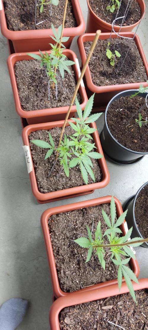 2026 Grow. Week 6