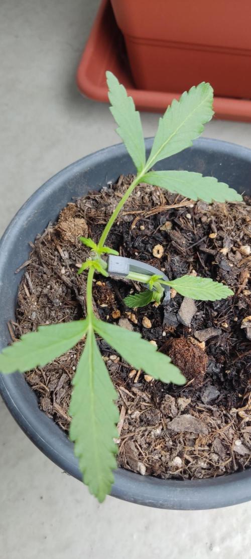 2026 Grow. Week 6