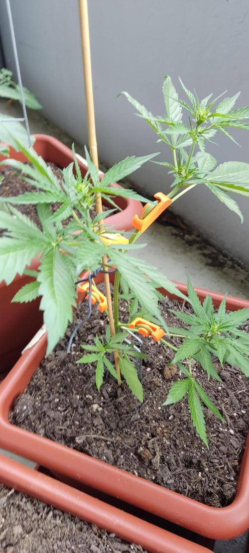 2026 Grow. Week 7