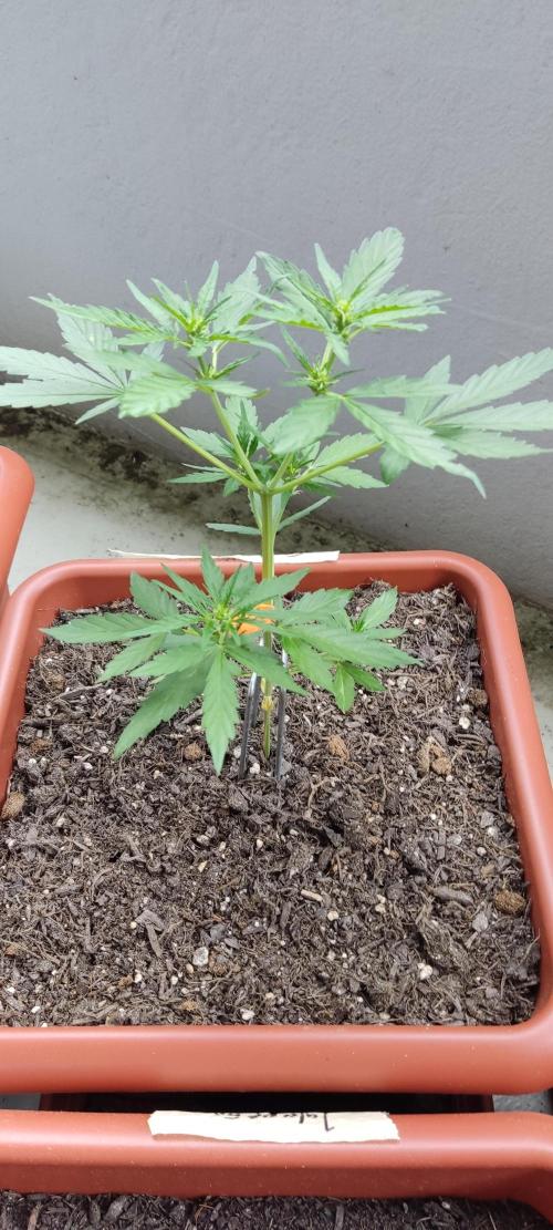 2026 Grow. Week 7