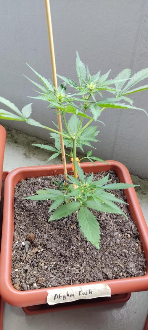 2026 Grow. Week 7