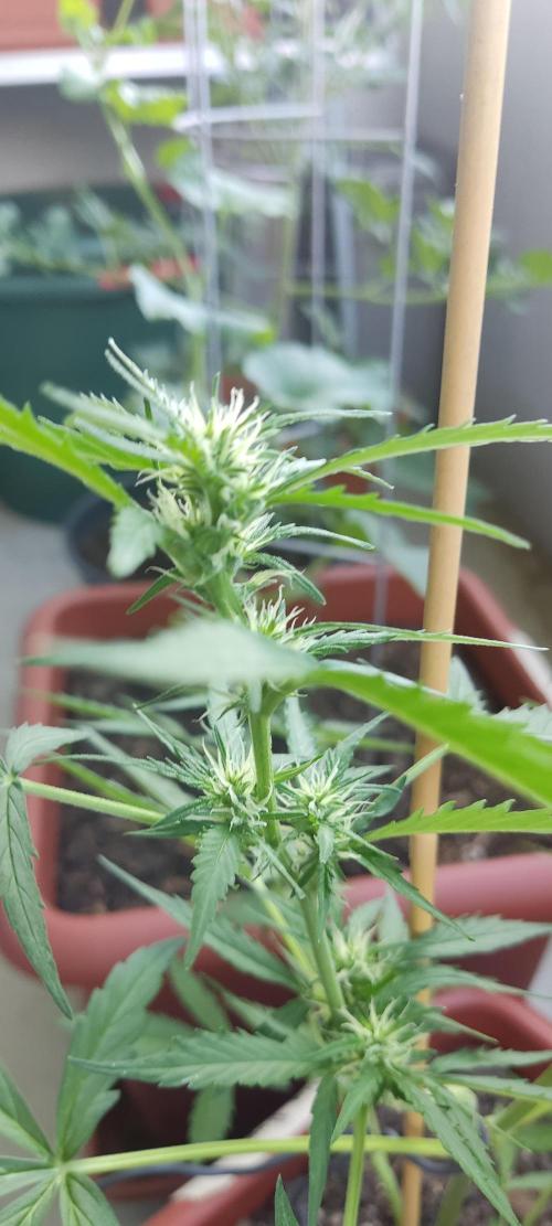 2026 Grow. Week 8