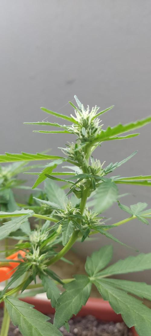 2026 Grow. Week 8