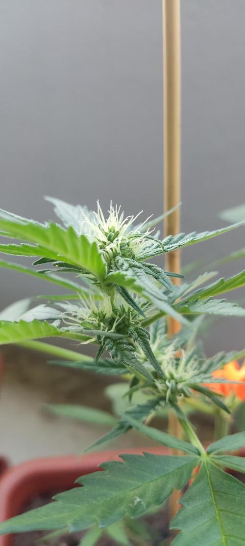 2026 Grow. Week 8