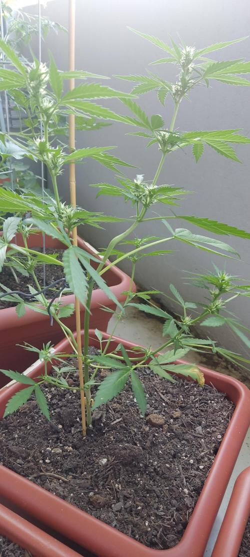 2026 Grow. Week 8