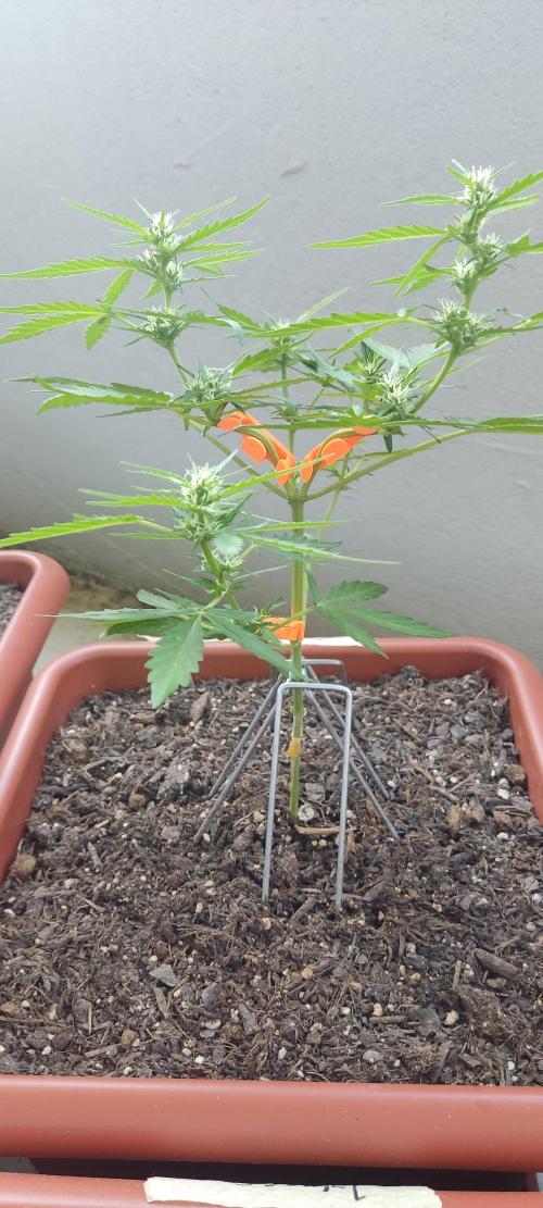 2026 Grow. Week 8