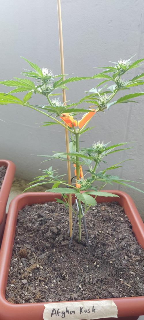 2026 Grow. Week 8