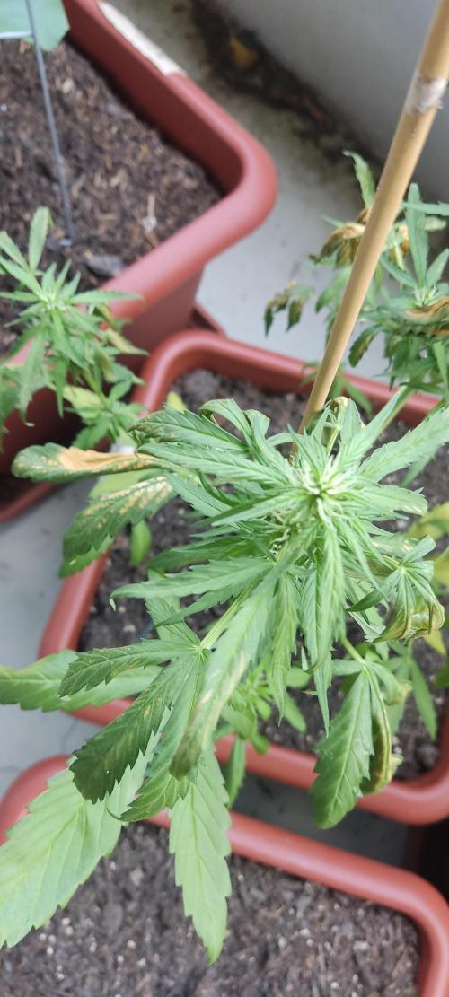 2026 Grow. Week 8