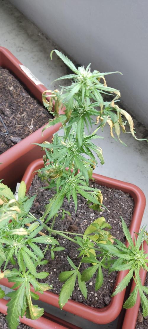 2026 Grow. Week 8