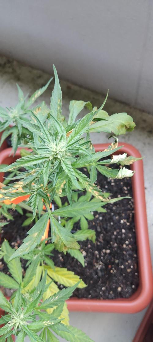 2026 Grow. Week 8