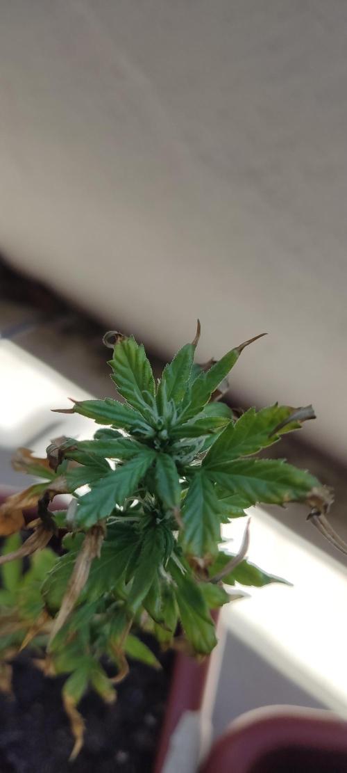 2026 Grow. Week 9