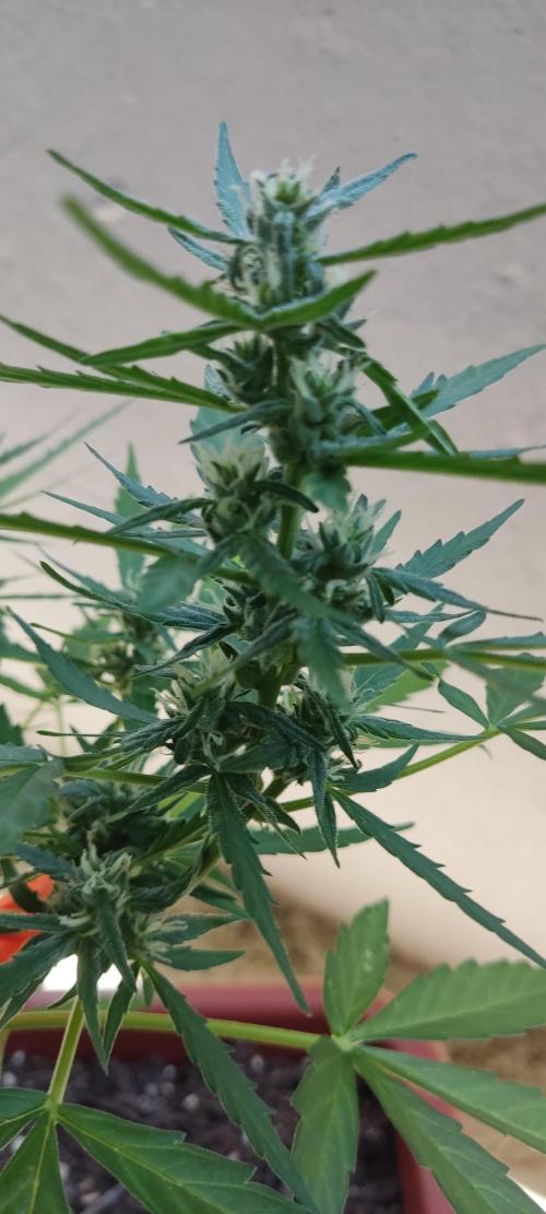 2026 Grow. Week 9