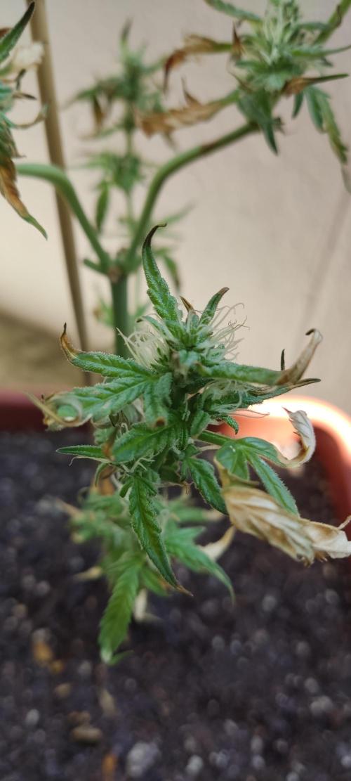 2026 Grow. Week 9