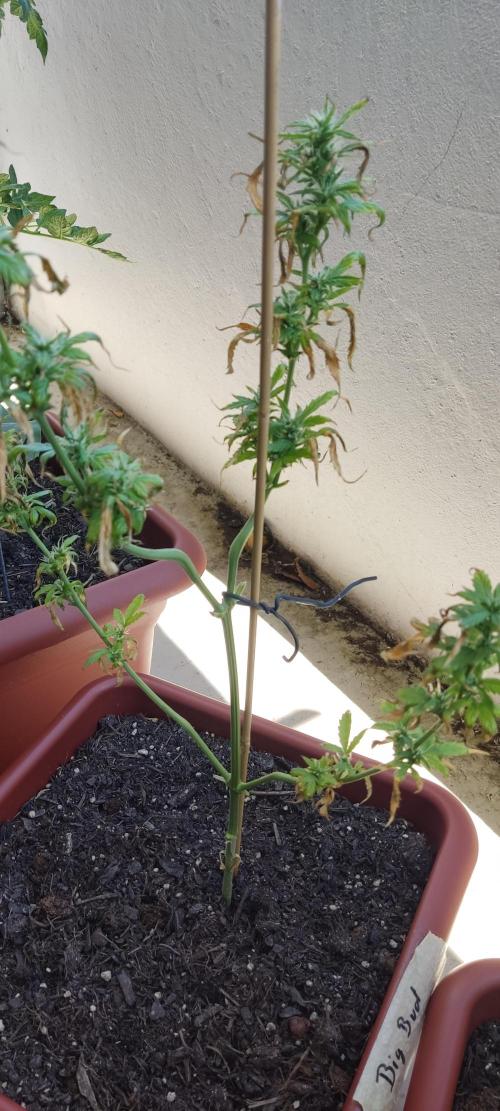 2026 Grow. Week 9