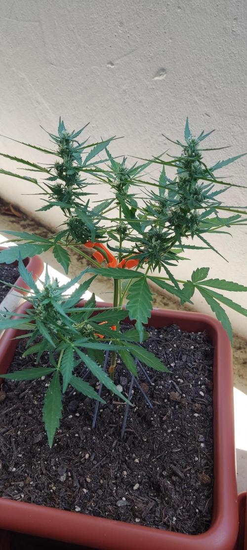 2026 Grow. Week 9