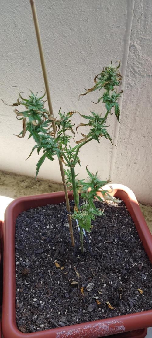 2026 Grow. Week 9