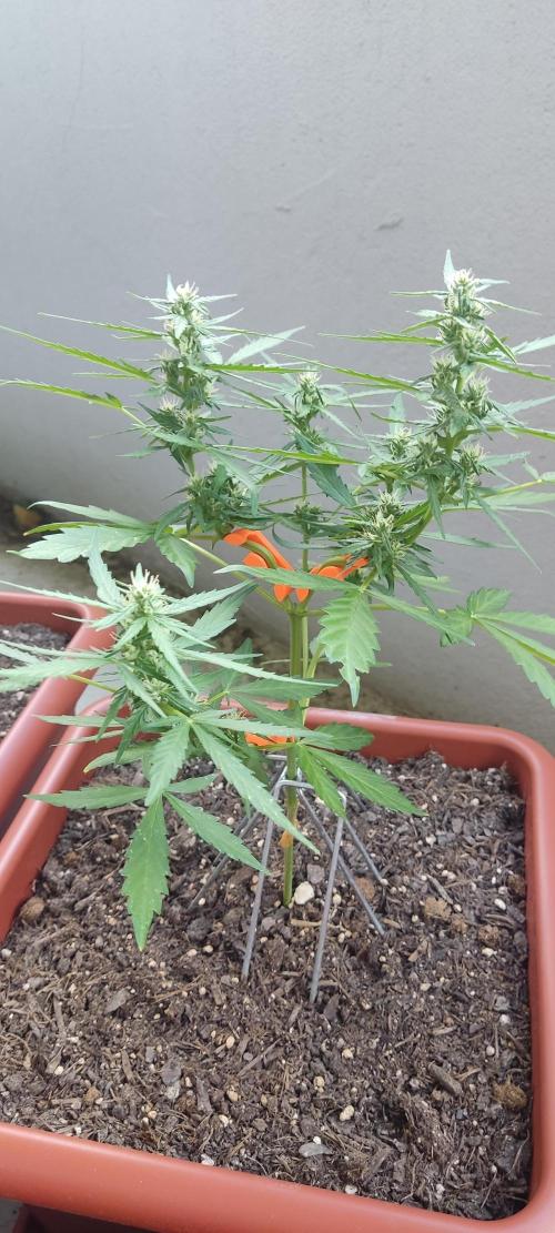 2026 Grow. Week 9