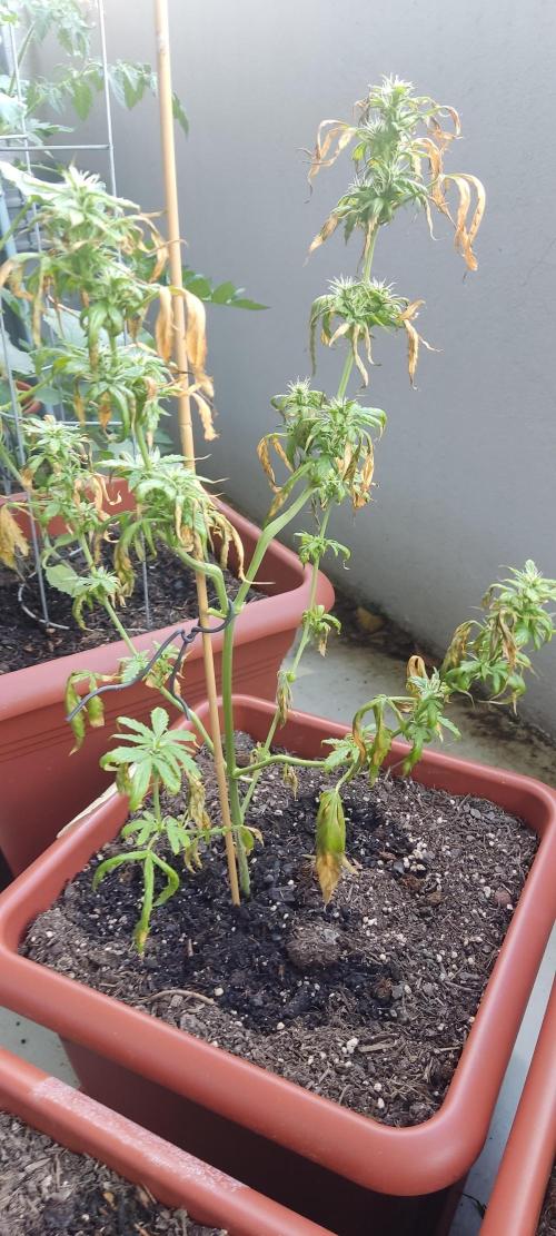 2026 Grow. Week 9